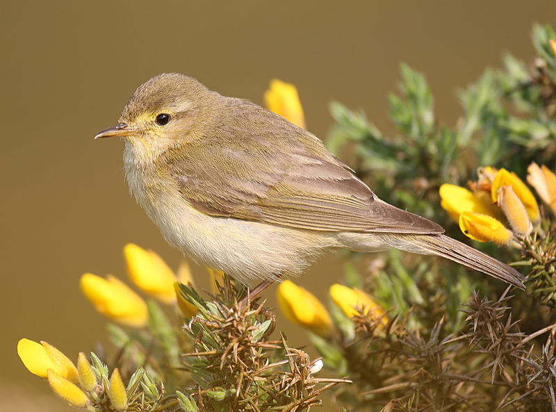 Willow Warbler