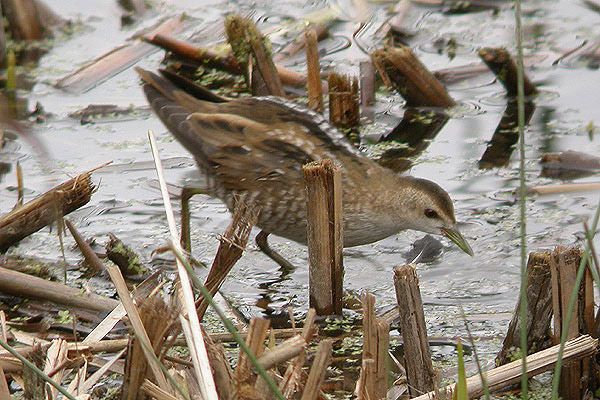 Little Crake