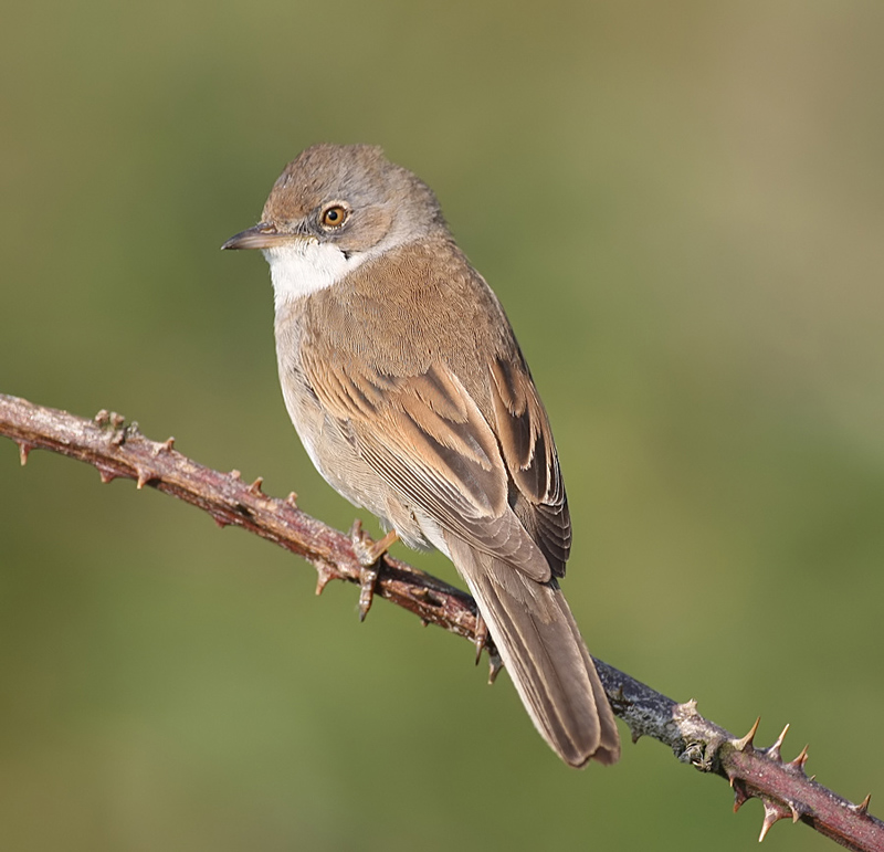 Whitethroat