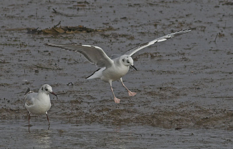 Bonaparte's Gull
