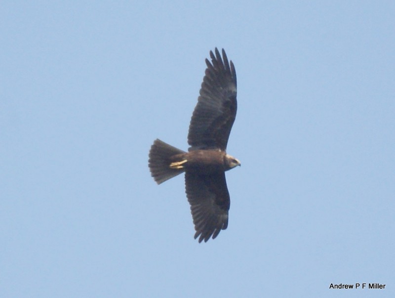 Marsh Harrier