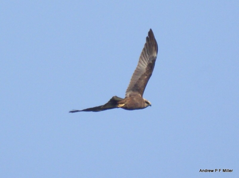 Marsh Harrier