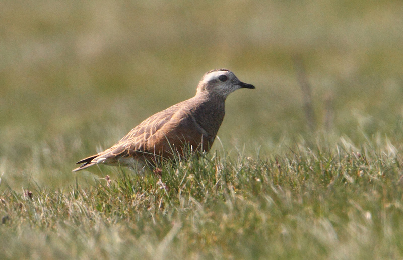 Dotterel