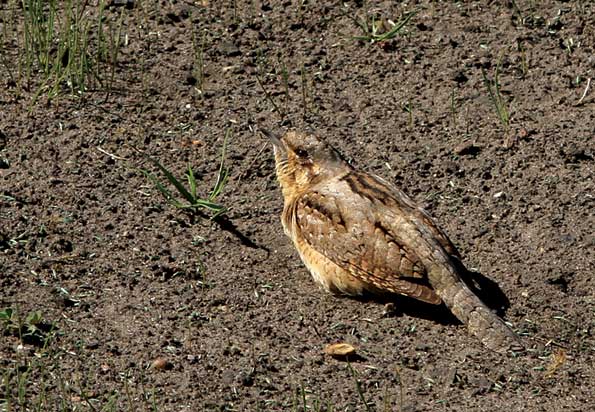 Wryneck