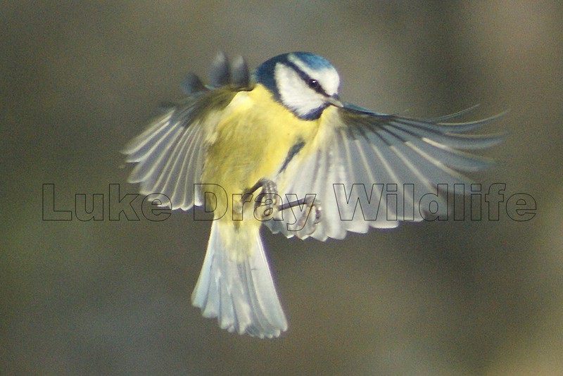Blue Tit