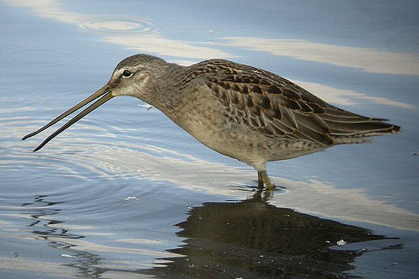 Long-billed Dowitcher