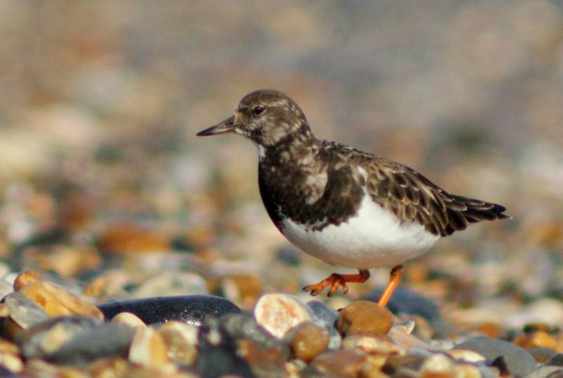 Turnstone
