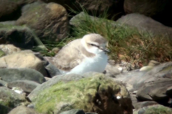 Kentish Plover