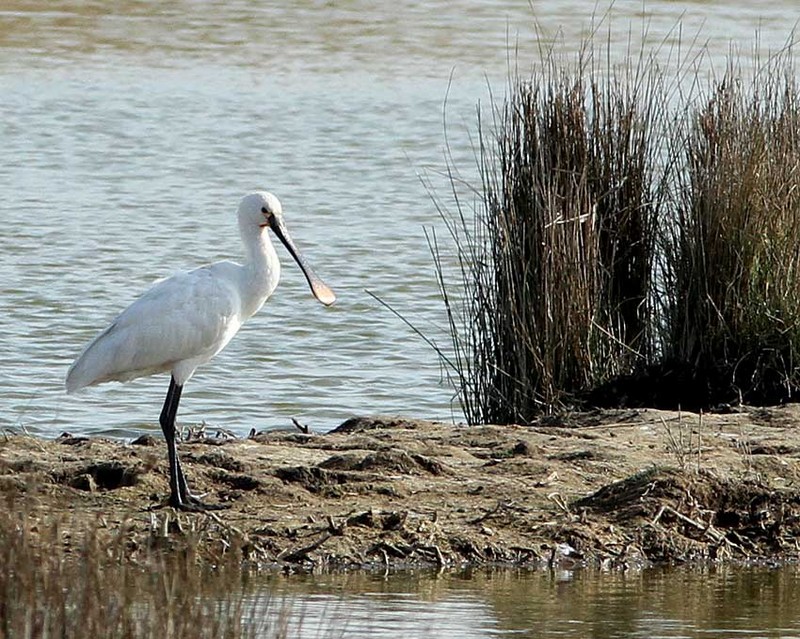 Spoonbill