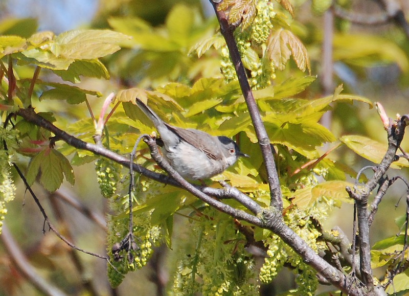 Subalpine Warbler