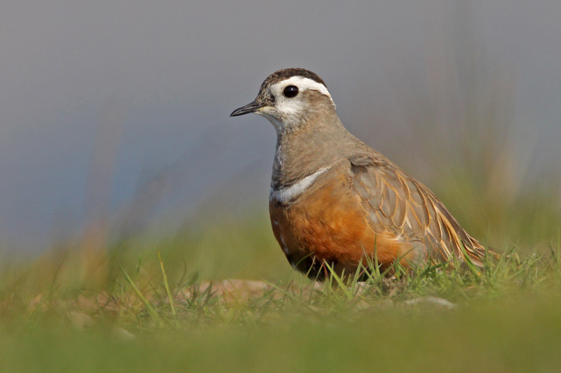 Dotterel
