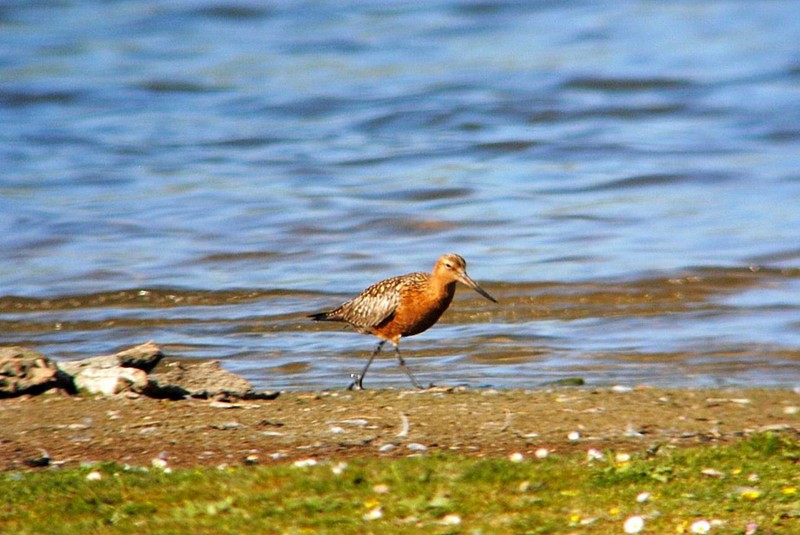 Bar-tailed Godwit