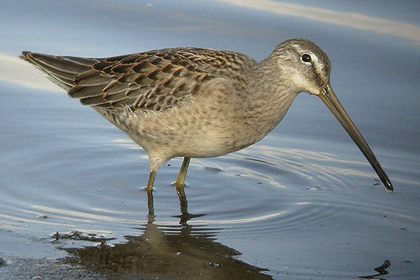 Long-billed Dowitcher