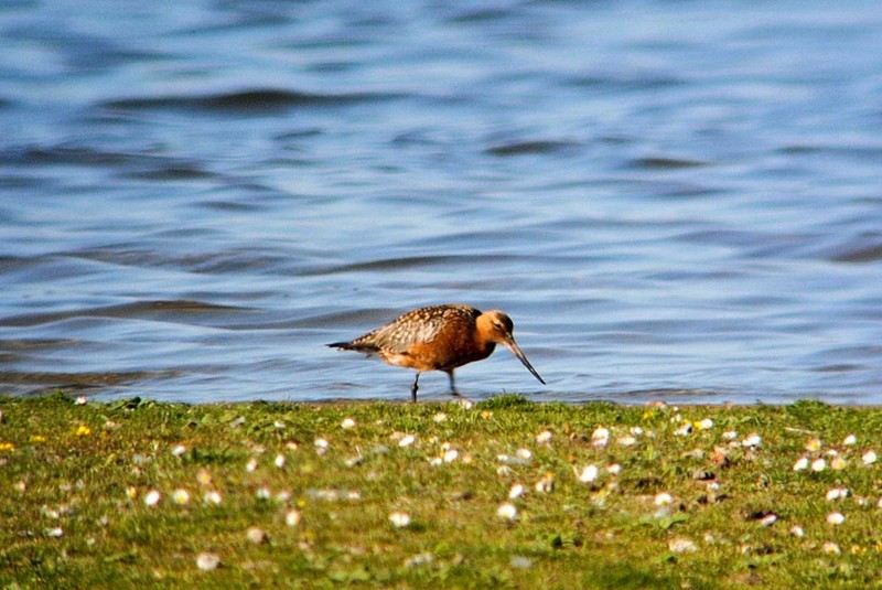 Bar-tailed Godwit