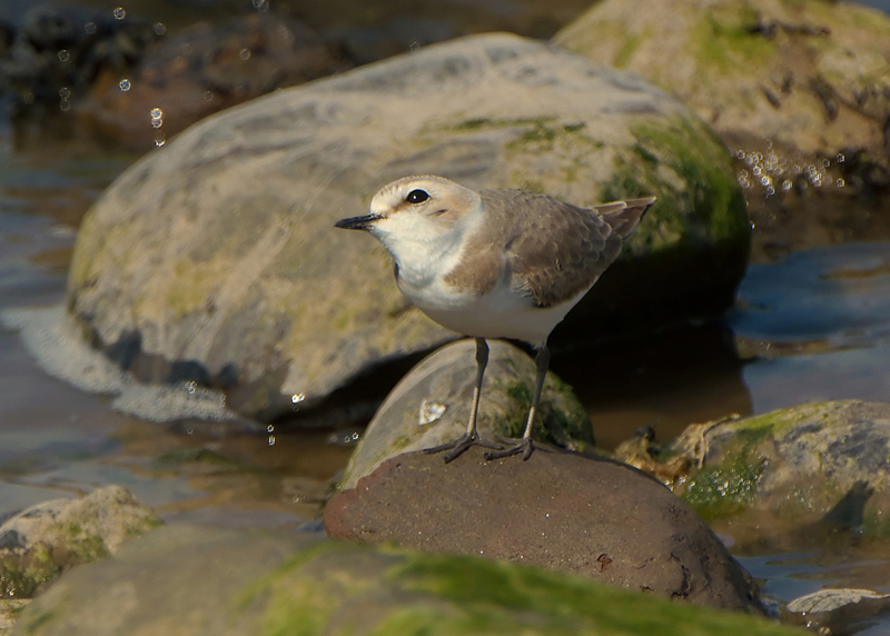 Kentish Plover