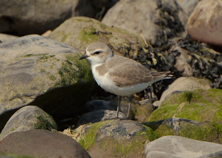 Kentish Plover