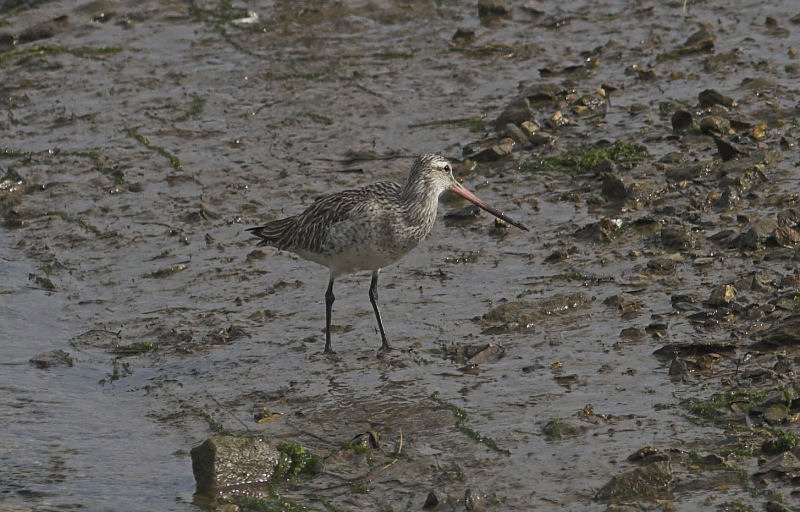 Black-tailed Godwit