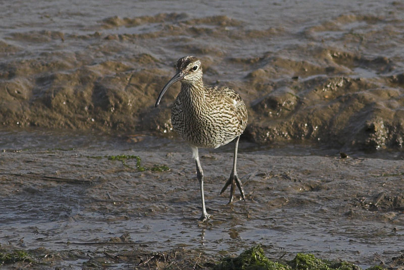 Whimbrel