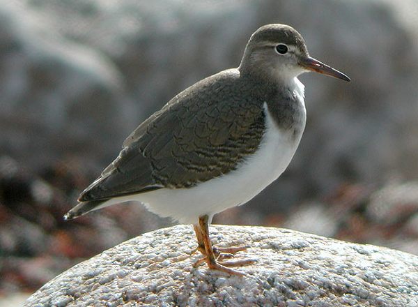 Spotted Sandpiper