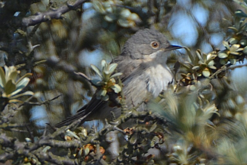 Subalpine Warbler