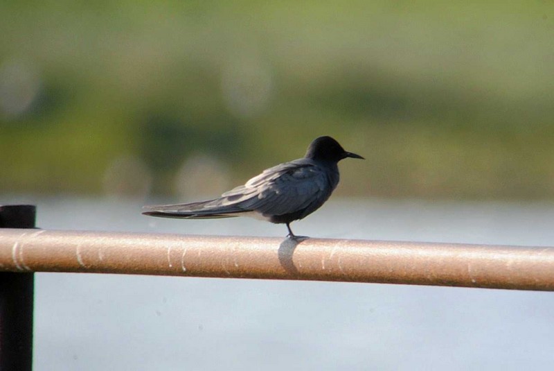 Black Tern