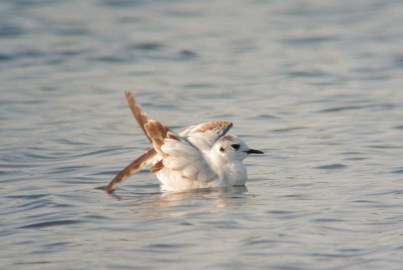 Little Gull