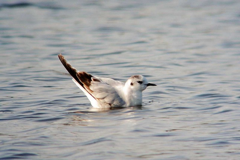 Little Gull