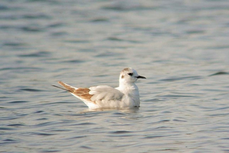Little Gull