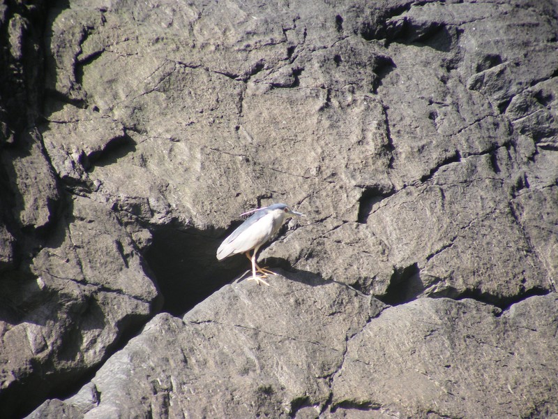 Night Heron