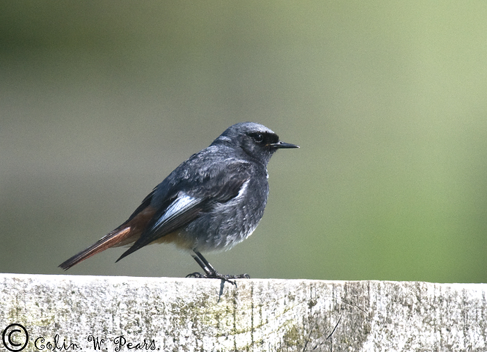 Black Redstart