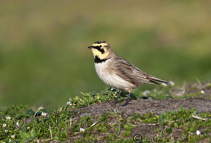 Shorelark