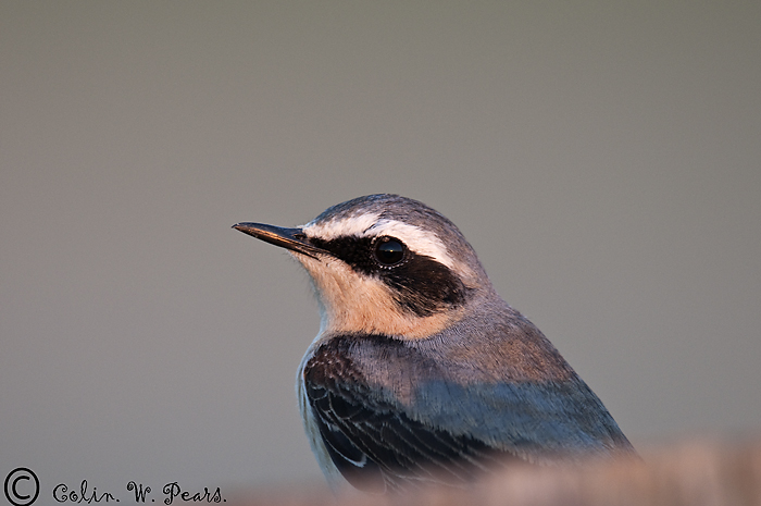 Wheatear