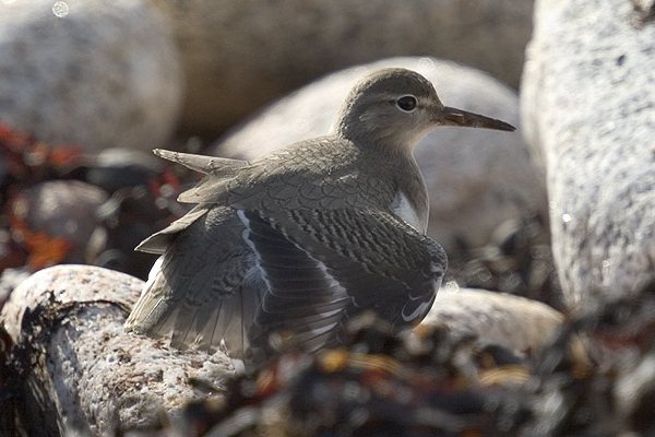 Spotted Sandpiper