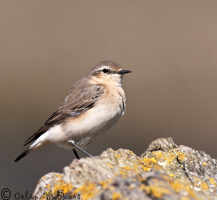 Wheatear