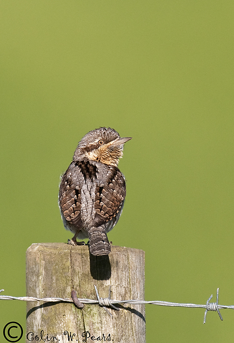 Wryneck