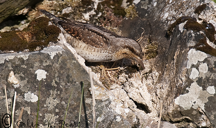 Wryneck