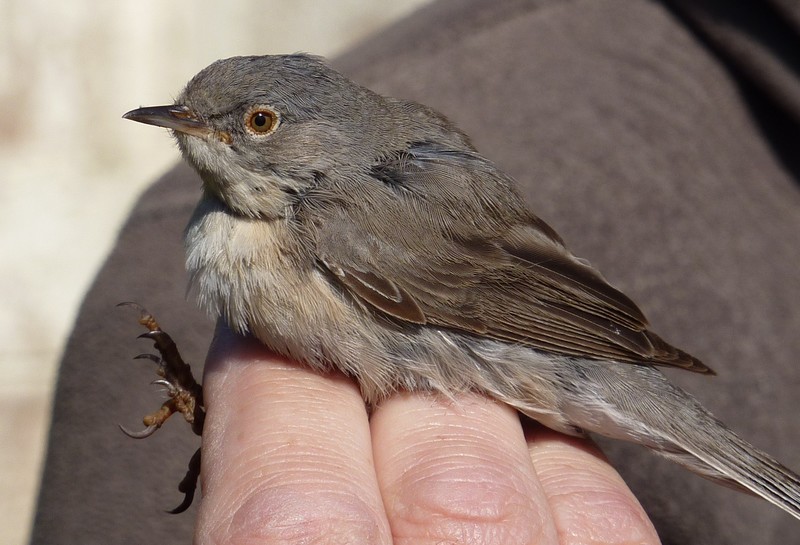 Subalpine Warbler