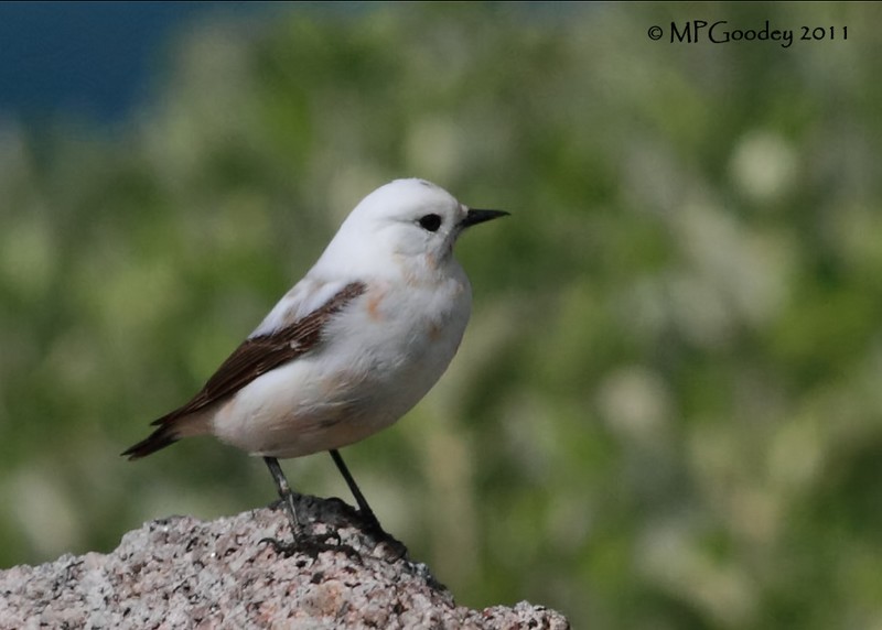 Wheatear