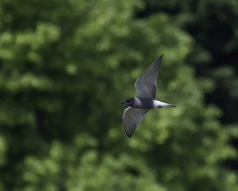 Black Tern