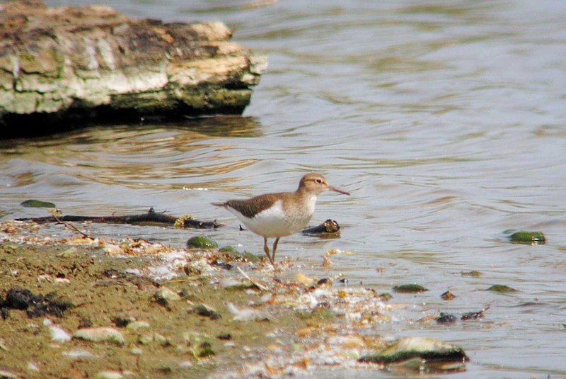 Common Sandpiper