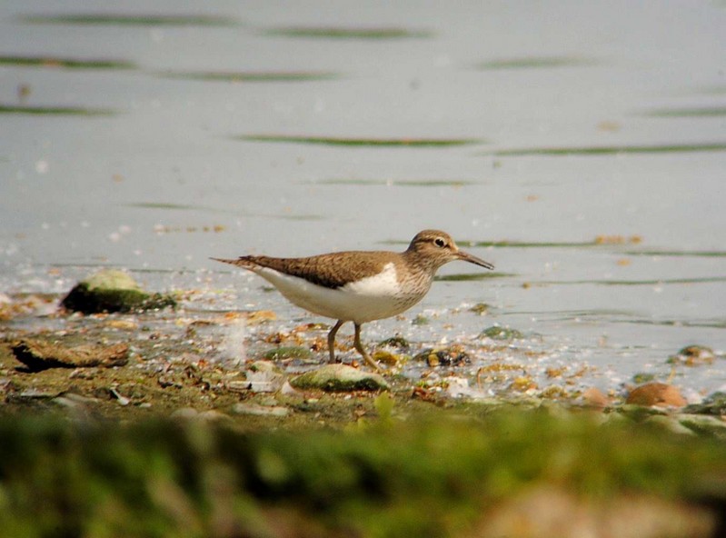 Common Sandpiper