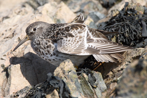 Purple Sandpiper