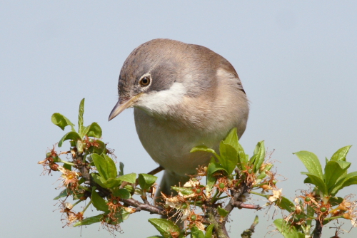 Whitethroat