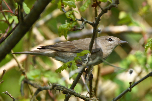 Garden Warbler