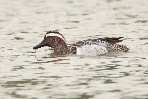 Garganey