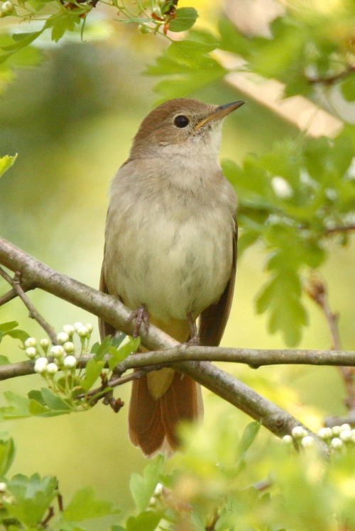 Nightingale