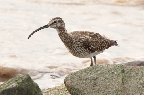 Whimbrel