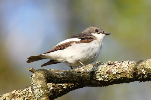 Pied Flycatcher