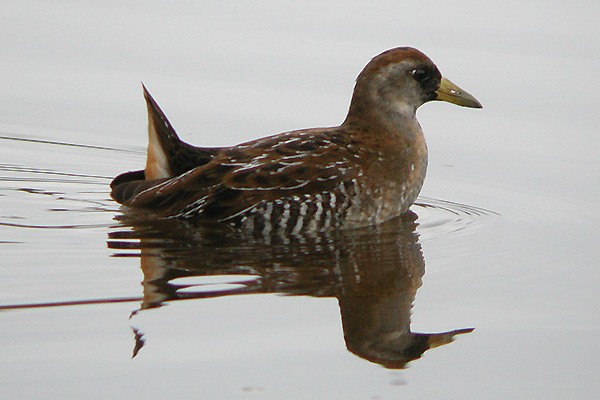 Sora