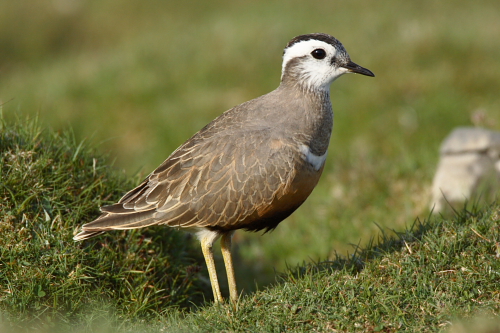 Dotterel